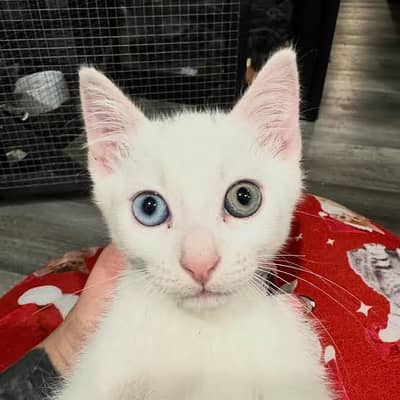 Two different colored eyes kitten