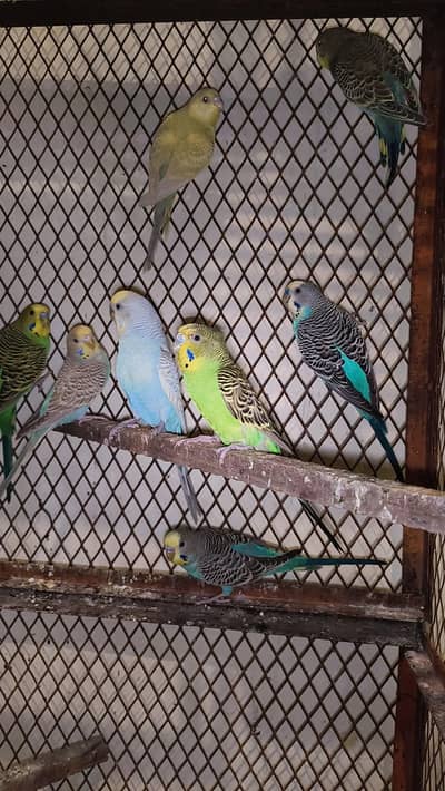 Australian budgies