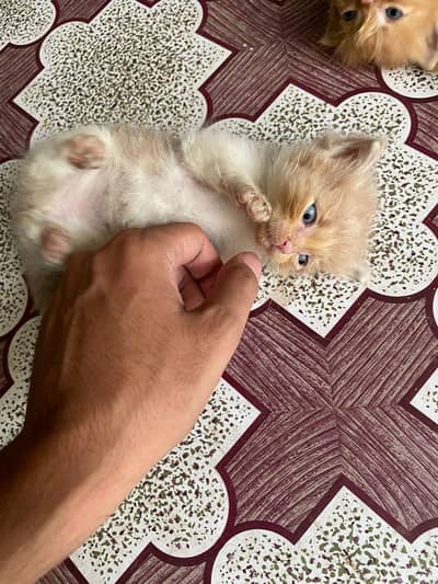 Persian Triple coat kitten