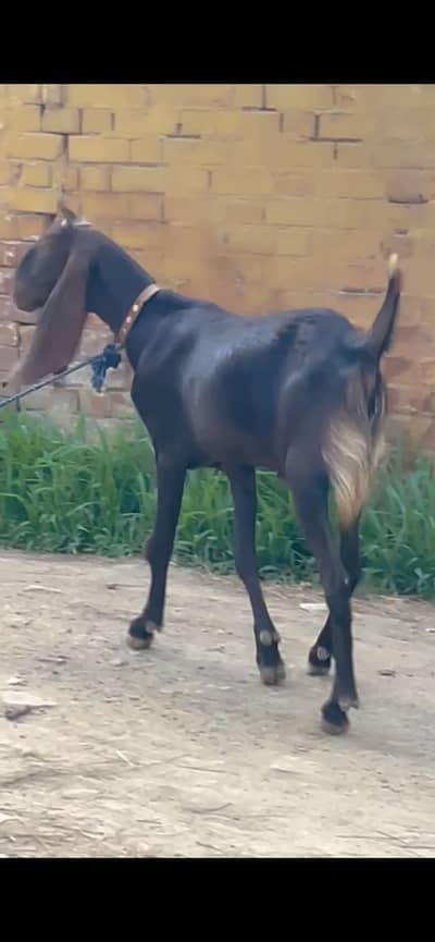Sindi bakra jori Mashallah