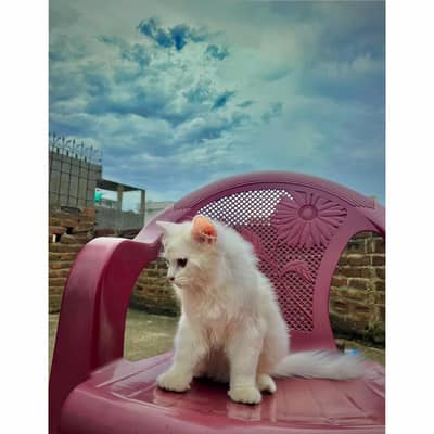 persian cat for sale MywatsapppNumber0348-55-58-176