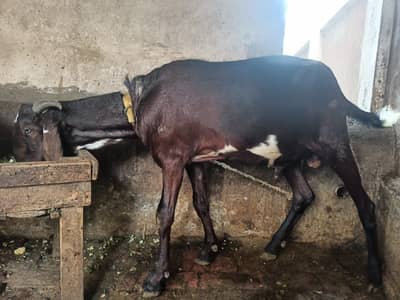 Dasi bakra