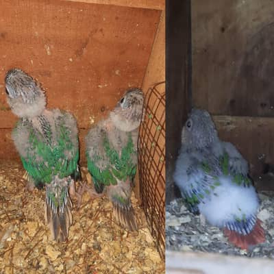 pine apple conure  and blue tourquise conure chicks