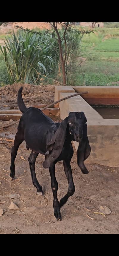 High quality blood line Pure amritsari beetal male baby goat