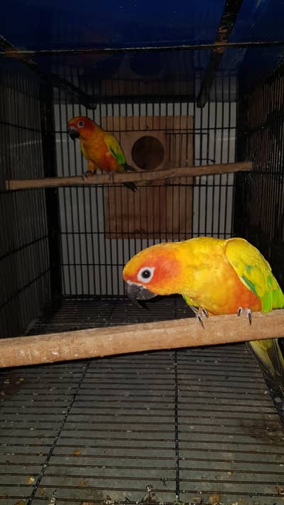 sunconure red factor pair for sale 0321/44/35/484