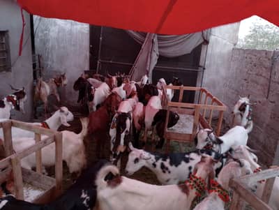 Qurbani 2026 Goats For Sale | Starting From 55k | 2 Dant - 4 Dant