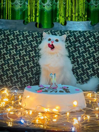 persian cat for sale MywatsapppNumber0348-55-58-176
