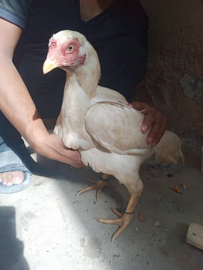 aseel lasani chicks hn ghr ki breed hn vip hn