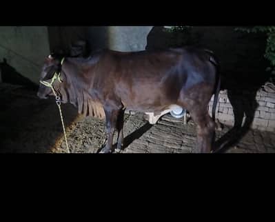 bachri qurbani kay lye  4 mun plus weight
