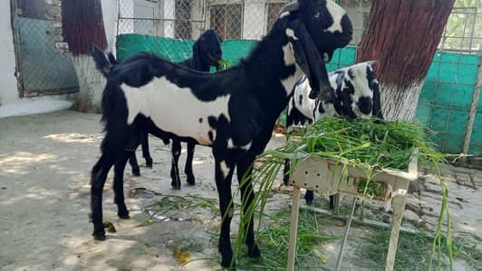 Home Bred Qurbani Bakras for Sale