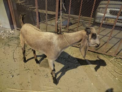 Goat for sale