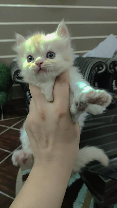 Persian kitten Available