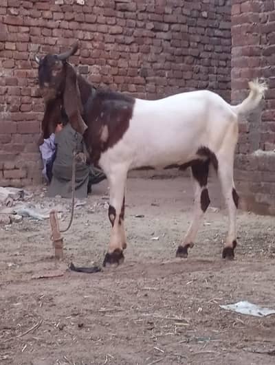 2 bakery hian yeh unki price h mundary Ki price Zadaa h