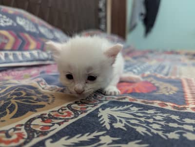 Beautiful white kitten