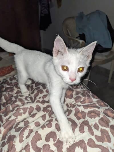 Cute Healthy Kitten