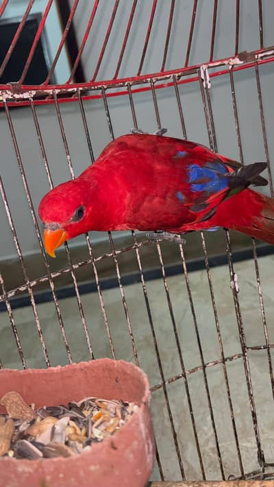 Urgent Sale Hand Tamed Red Mullicon Lorry Pair