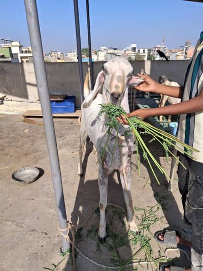 Home Breed Goat Meat wait 36kg to 40kg