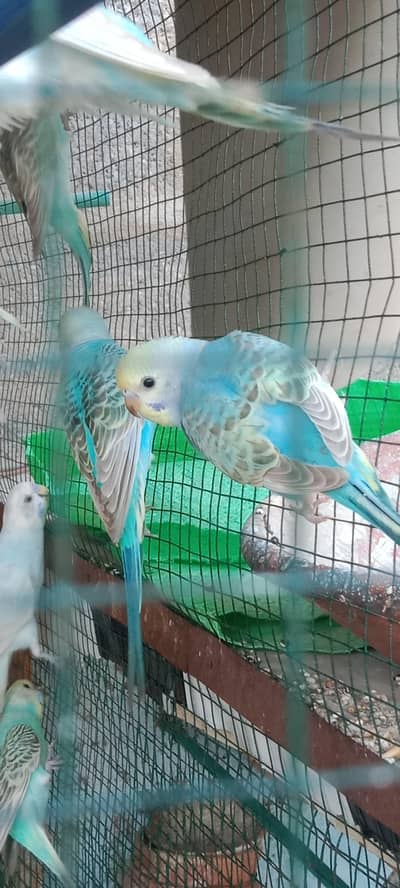 Rainbow budgies