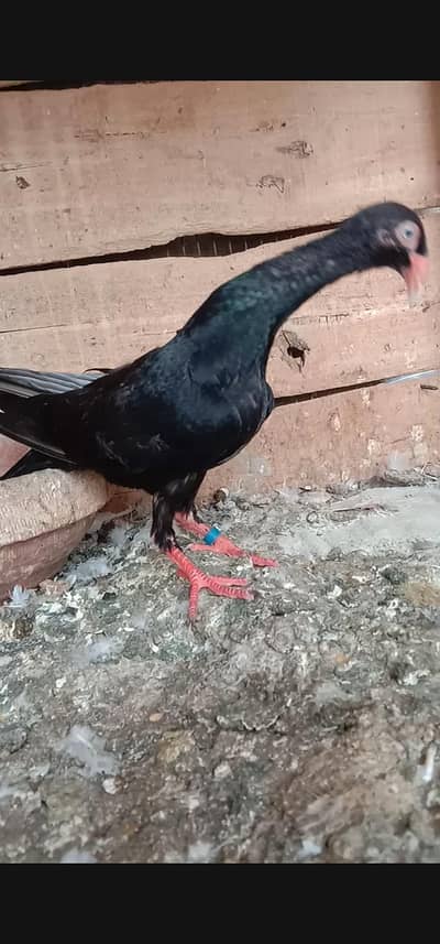 Black Self Denish female