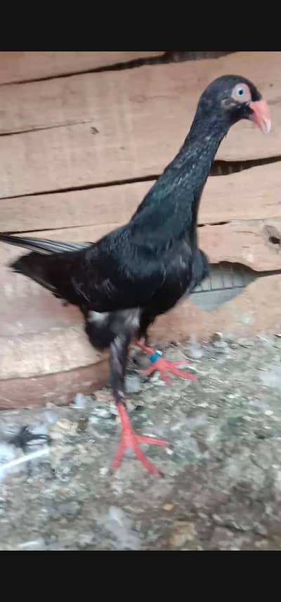 Black Self Denish