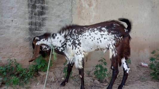 Qurbani bakra ghar ka pala hua