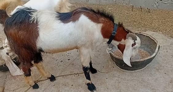 male goat