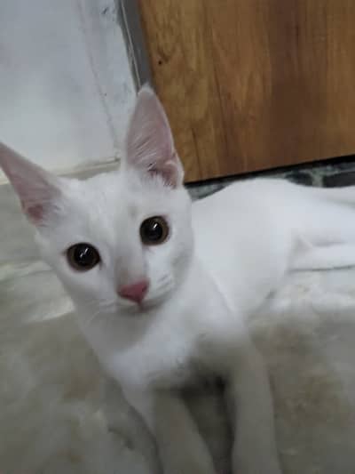 Cute Healthy Kitten