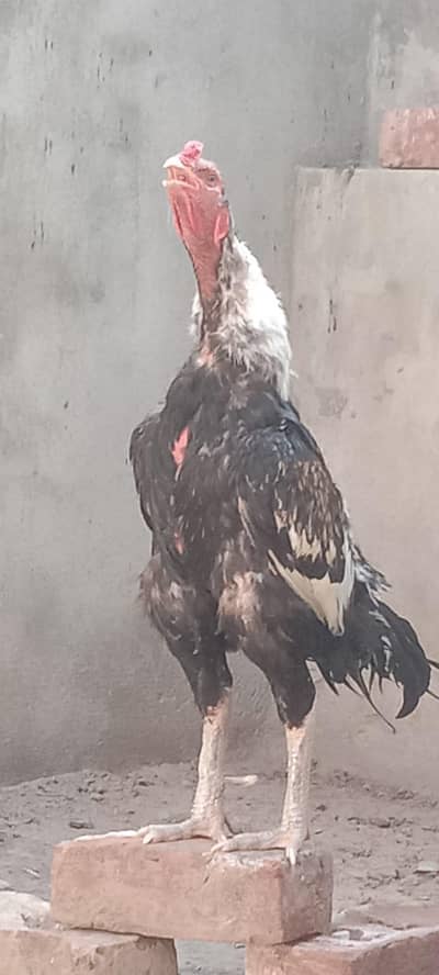  Premium Thai & Threed Breed Murga Eggs Available 