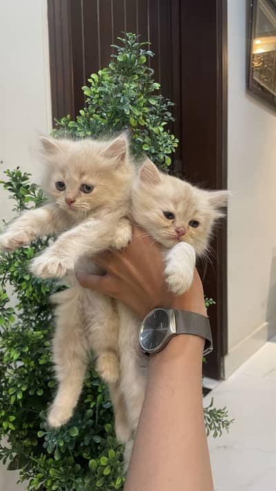 Persian cat for sale