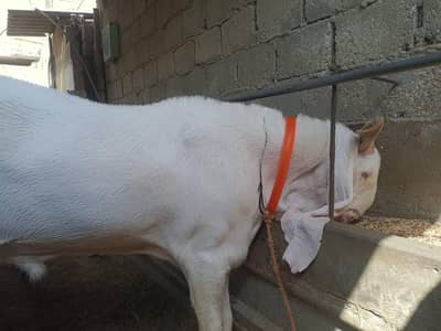 gulabi breeder