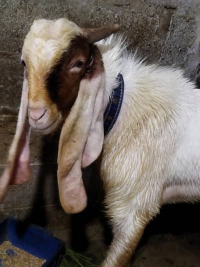 goat for sell