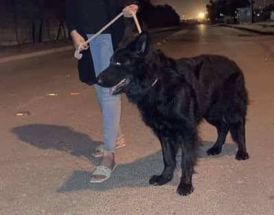 Black German Shepherd