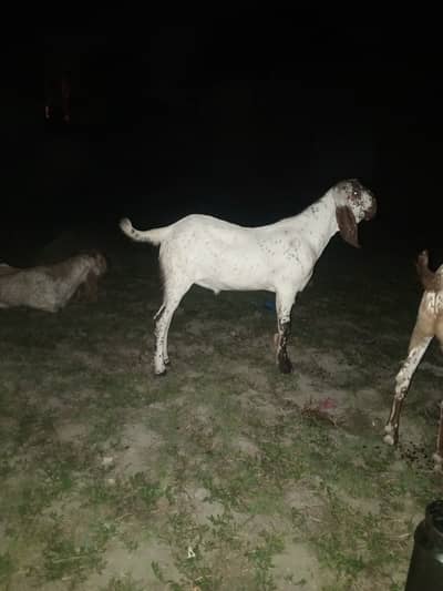 Jodi pure desi Mukhi cheena bakry Khassi