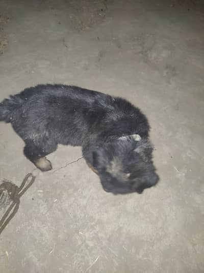 German shepherd cross