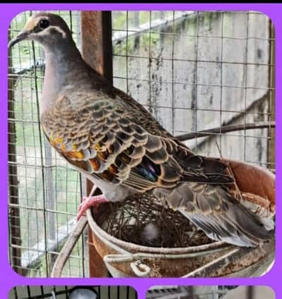 Bronze wing  & Zebra Dove Breeding pair