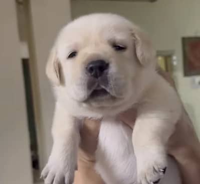 Labrador male female  healthy super active pups