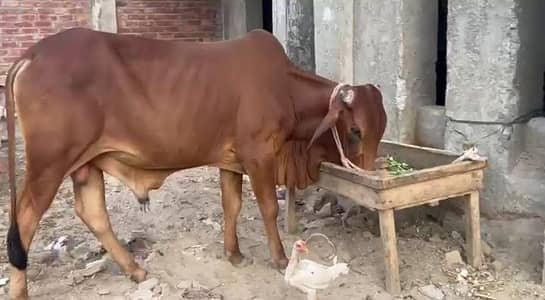 2 dant ka janwar qurbani KY liye available hai