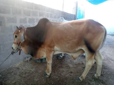 qurbani cows