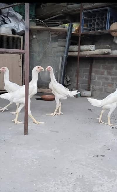 white shamo 4 Month& 20 days chicks