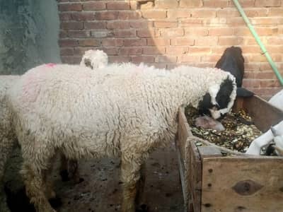 pure mundry 1 lakha or 1 kakka  120 ki jori