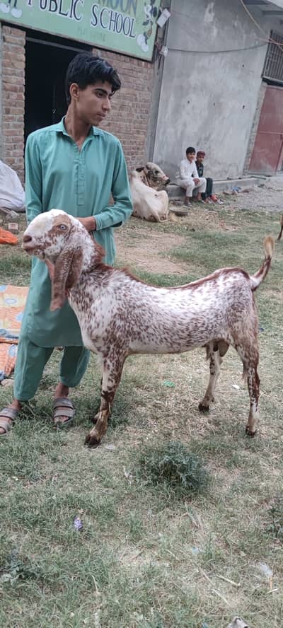 Bakra for sale