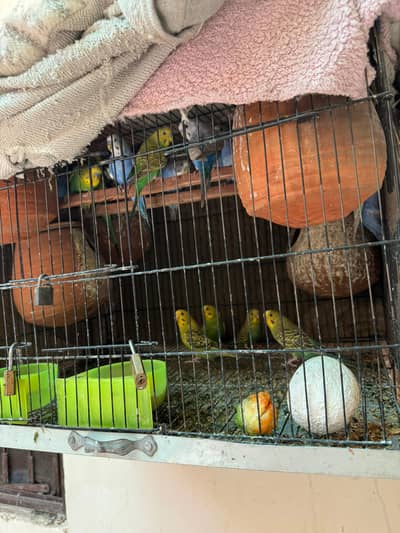 1000 pair Mily ga eggs b diye howy hain bachy b hain cage