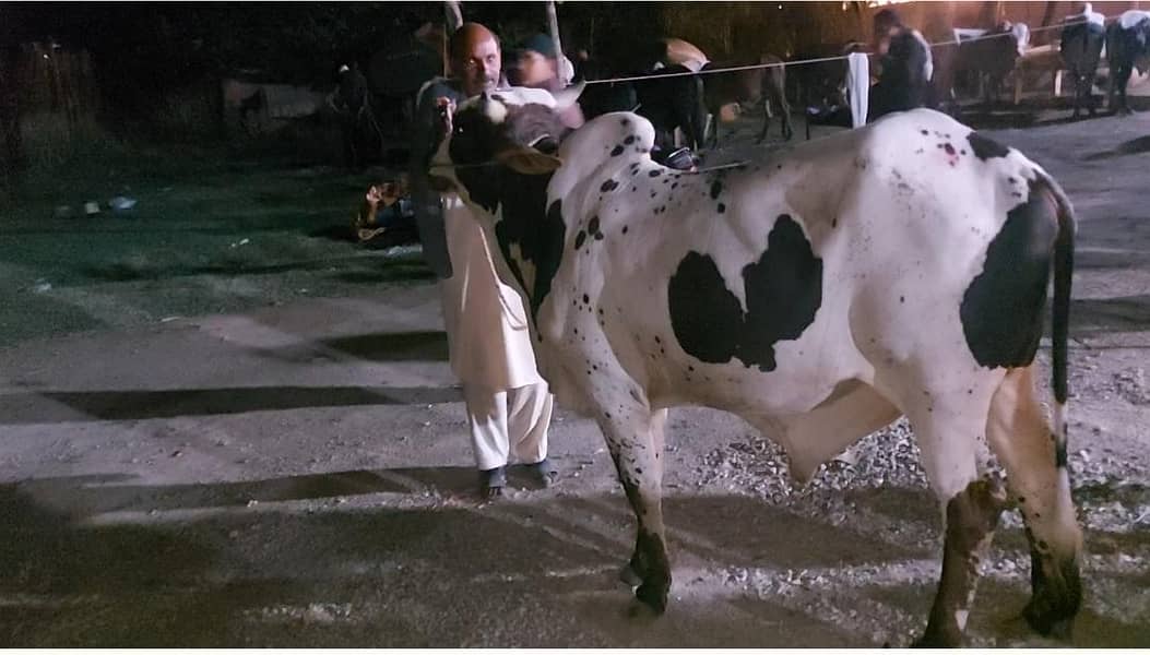 قربانی کا ایک حصہ دار ضرورت ہے 0