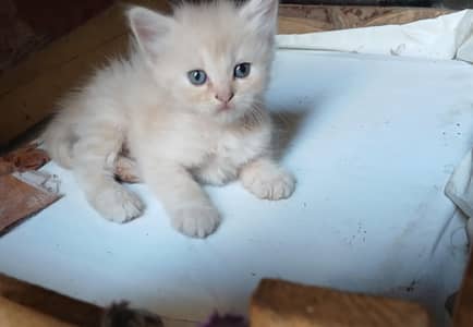 persian punch face triple coated kittens