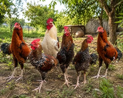 6 Mix breed Roosters Available for Sale