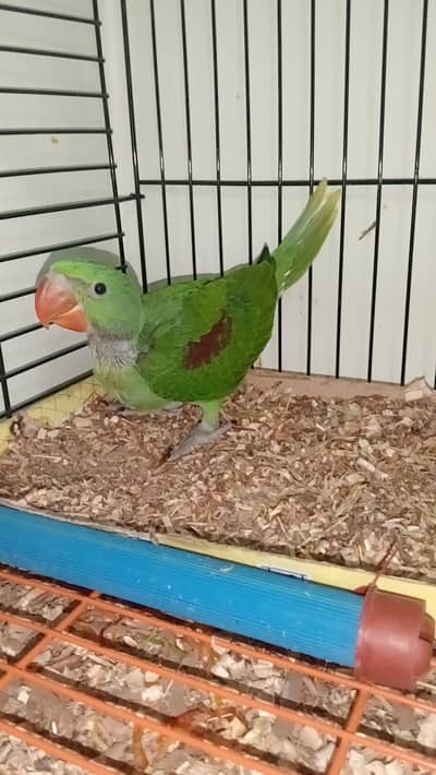 Raw parrot male active tammed