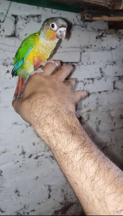 Green Chick Conure Full Trained 0 bite