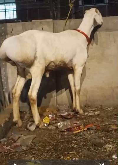 mashallah big dumb 0324_4080620 qurbani 2026