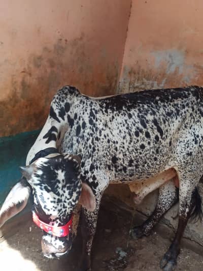 2 Daanth Sehatmand Bachra + best deal for sell