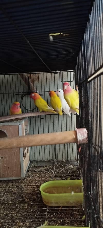 all birds are available